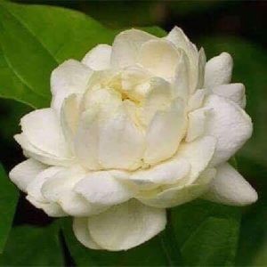 Meet your Posher, Suphanee